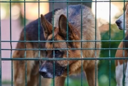 Quelle est la meilleure clôture pour vos animaux de compagnie ?